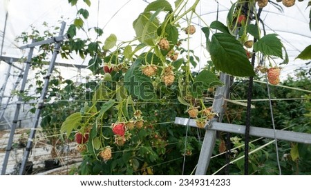 Green house Raspberry fruit in the farm, red beautiful fruit