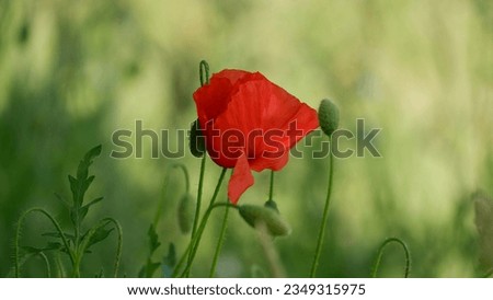 a red poppy stands alone in the green field. picture from Paris, France 