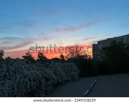 Spring evening with a beautiful crimson sunset. Flowering bushes and trees. Spring. Sunset.