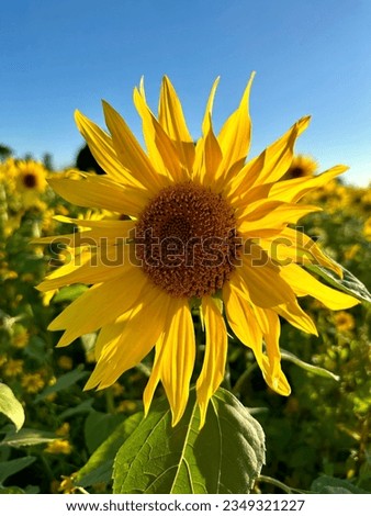 sunflower, picture in sunny day and blue sky