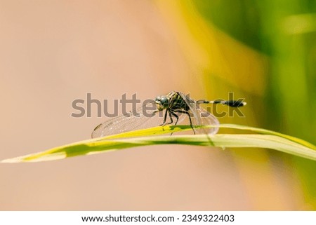 Green Dragonfly sitting on the leaf, animal closeup 