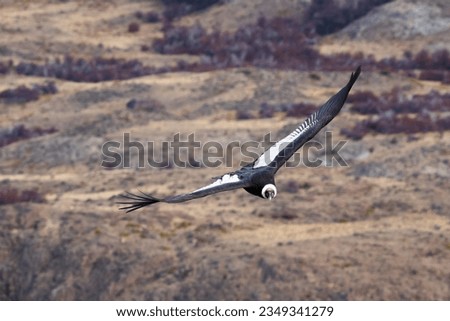 An Andean Condor (Vultur gryphus) flying facing the camera with an out-of-focus mountain background and copy space.