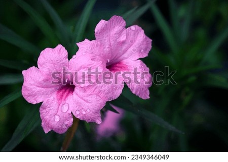 Close up image of blooming pink ruellia flowers with water droplets, isolated on green leaves background 