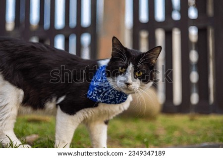 Close-up of a cat face. Portrait of a male kitten. Cat looks curious and alert. Detailed picture of a cats face with yellow clear eyes. Close up of cute feline face. a young cat with a blue scarf
