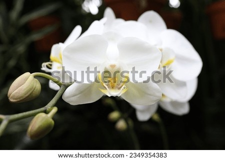A beautiful closeup picture of a white orchid.