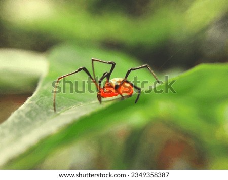 A little spider photograph. This picture shows the beauty of the nature.