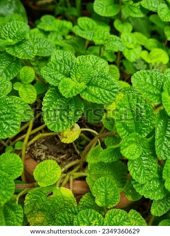 Peppermint (Mentha × piperita) is a hybrid species of mint, a cross between watermint and spearmint.[1] Indigenous to Europe and the Middle East Royalty-Free Stock Photo #2349360629