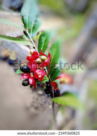this is a blackred flower plant that grows a lot in the tropics, taking pictures in the Singosari cloud source temple area, East Java, Indonesia in the afternoon