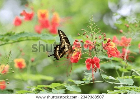 Gorgeous butterfly in tropical cloud forest