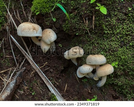 The Native-born mushrooms and mosses
