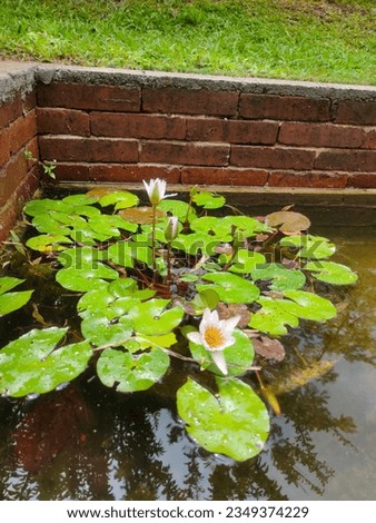 the picture of lotus in the morning rainy day