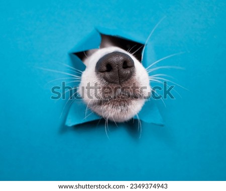 Jack Russell Terrier dog nose sticking out of torn paper blue background.  Royalty-Free Stock Photo #2349374943