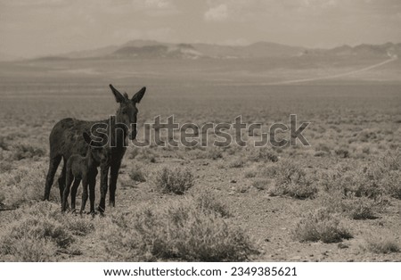 Wild burros stand together in Nevada Desert. Mare and foal forage open range habitat