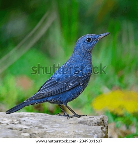 Blue bird, male Blue Rock-Thrush (Monticola solitarius), standing on the log, side profile Royalty-Free Stock Photo #2349391637