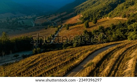 Sunset in Apalta de Santa Cruz, Chile. The eastern slope of the valley is illuminated by the afternoon sun and the vineyards in the middle of autumn stand out with their colors.
