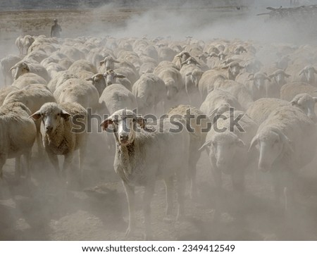 shot showing selective focus on front of a sheep flock.