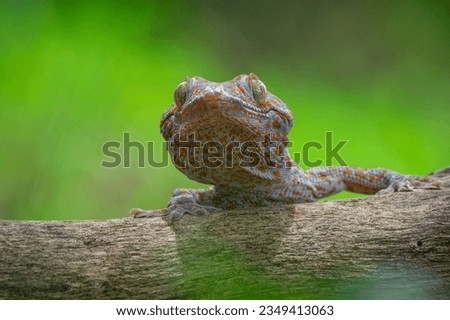 a tokay gecko basking on a tree trunk, natural bokeh background 