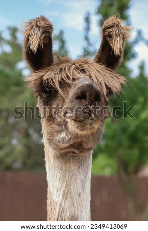 A picture of a shaggy haired llama.