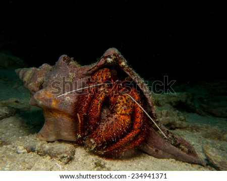 Detail, portrait of the red huge hermit crab, running on the sandy bottom. Pemba islands, Tanzania.