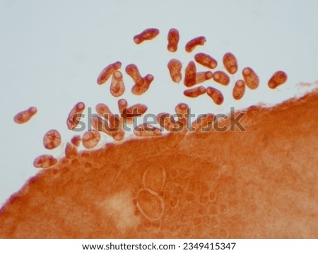 Fluke(Parasitic flatworm) of cattle and other grazing animals. Royalty-Free Stock Photo #2349415347