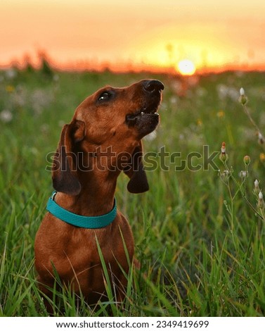 Red dachshund sits on a meadow against the backdrop of the setting sun