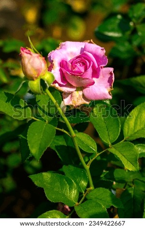 Pink rose blooming beautiful with sunlight in a garden in northern Thailand