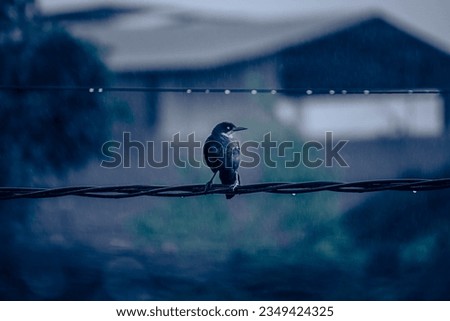 Bird looking right on a cable on the rain
