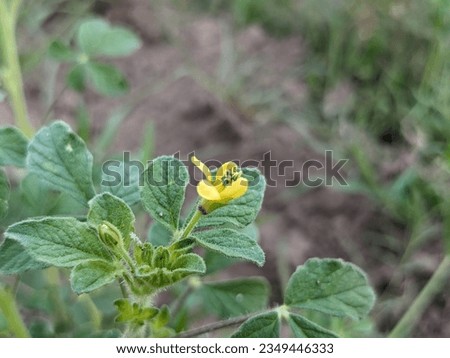 Rapeseed flower. Mustard flower. Oily. Mustard flowers with selective focus. Yellow flowers.