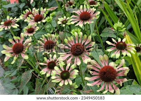 Lime and purple Echinacea 'Green Twister' coneflowers in bloom Royalty-Free Stock Photo #2349450183