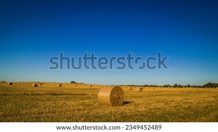 big round bales of straw rolled up in a field on a beautiful sunny summer day.
