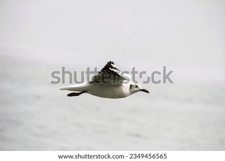 Seagull known as Gangchil flying over the Naf River. Teknaf, Cox's Bazaar, Bangladesh Stock Photo, Beautiful photograph of a Seagull soaring above the blue Naf River at Teknaf in Bangladesh.