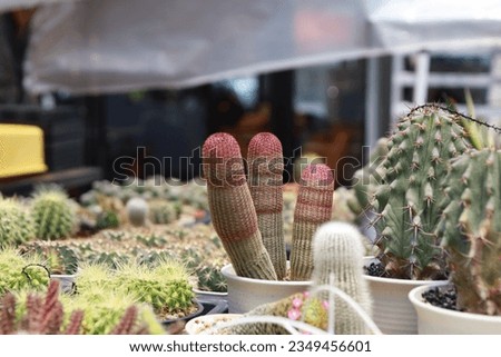 Many species of cactus combine beautiful.