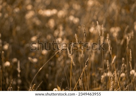 Vintage looking grass in sunset light beautiful simple bohemian background
