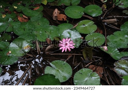 pink flower in the pond