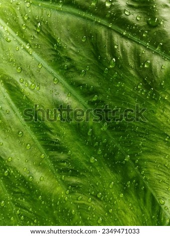 Beautiful green leaf texture with drops of water after the rain close-up 
