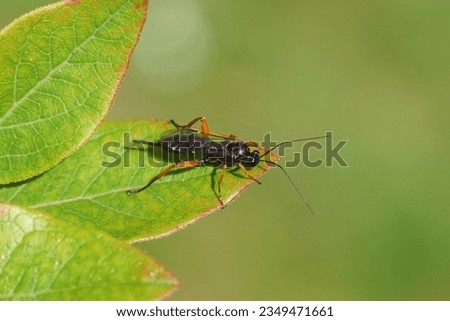 Female Pimpla rufipes, the black slip wasp, family Ichneumonidae. On a leaf of a northern highbush blueberry. Summer, Dutch garden, August                                Royalty-Free Stock Photo #2349471661