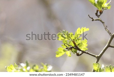 some natural photos of leaves and flowers Royalty-Free Stock Photo #2349481147