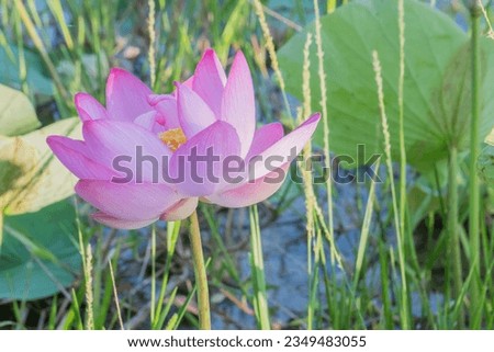 The lotus flower in full bloom.