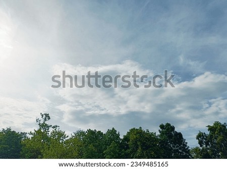 Trees against blue sky on a sunny day