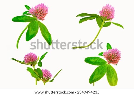 Wild red clover (Trifolium pratense). beautiful forest clover flowers isolated on a white background                       