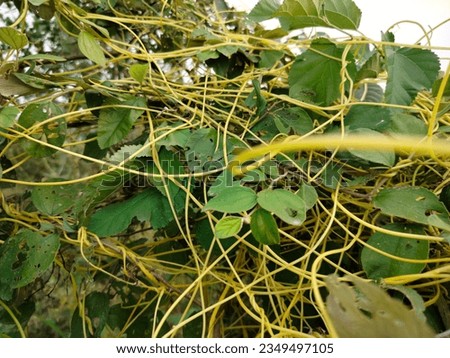 Yellow parasite plant dodder cuscuta or strangle tare, scaldweed, lady's laces, fireweed, wizard's net, devil's guts  hair  ringlet, goldthread, hairweed on host tree at a garden in India



