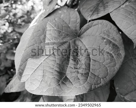 Monochrome. Natural backgrounds and textures Leaves close-up.