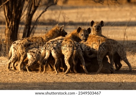 A pack of hyenas crowding around and feeding off a buffalo carcass killed by lions in Mana Pools, Zimbabwe