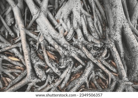 Close up photo of tree roots, selective focus, color toned nature background, Ecuador.