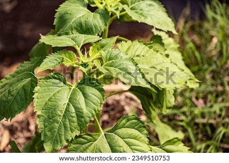 Detailed view of invasive weed grass leaves in a natural setting. Royalty-Free Stock Photo #2349510753