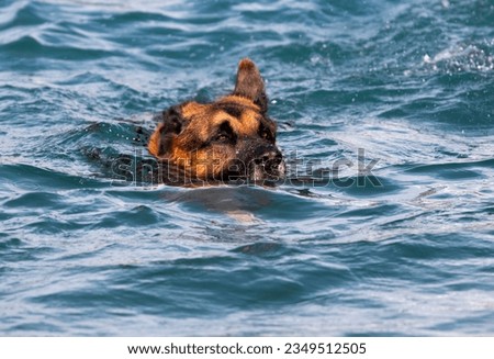 
German Shepherd dog swim in blue sea water