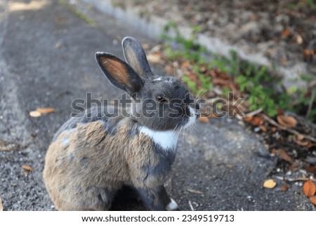 Pictures of rabbits on Okunoshima (Rabbit Island) in Hiroshima Prefecture, Japan