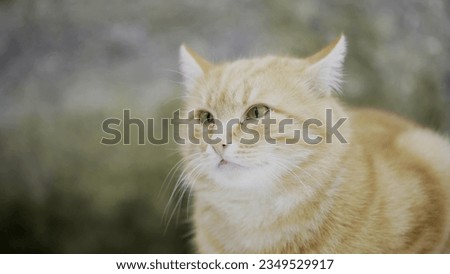 American Curl, cute cats ginger cats,  Stock Photo