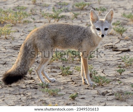 Bengal Fox or Indian Fox (Vulpes bengalensis)

A tiny and cute little fox of the arid regions of Pakistan and India. I have seen it only once.