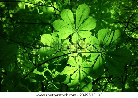 Green leaves shadow of chestnut trees under sunlight Royalty-Free Stock Photo #2349535195